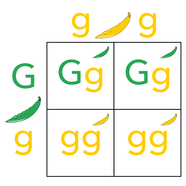 Punnett square diagram