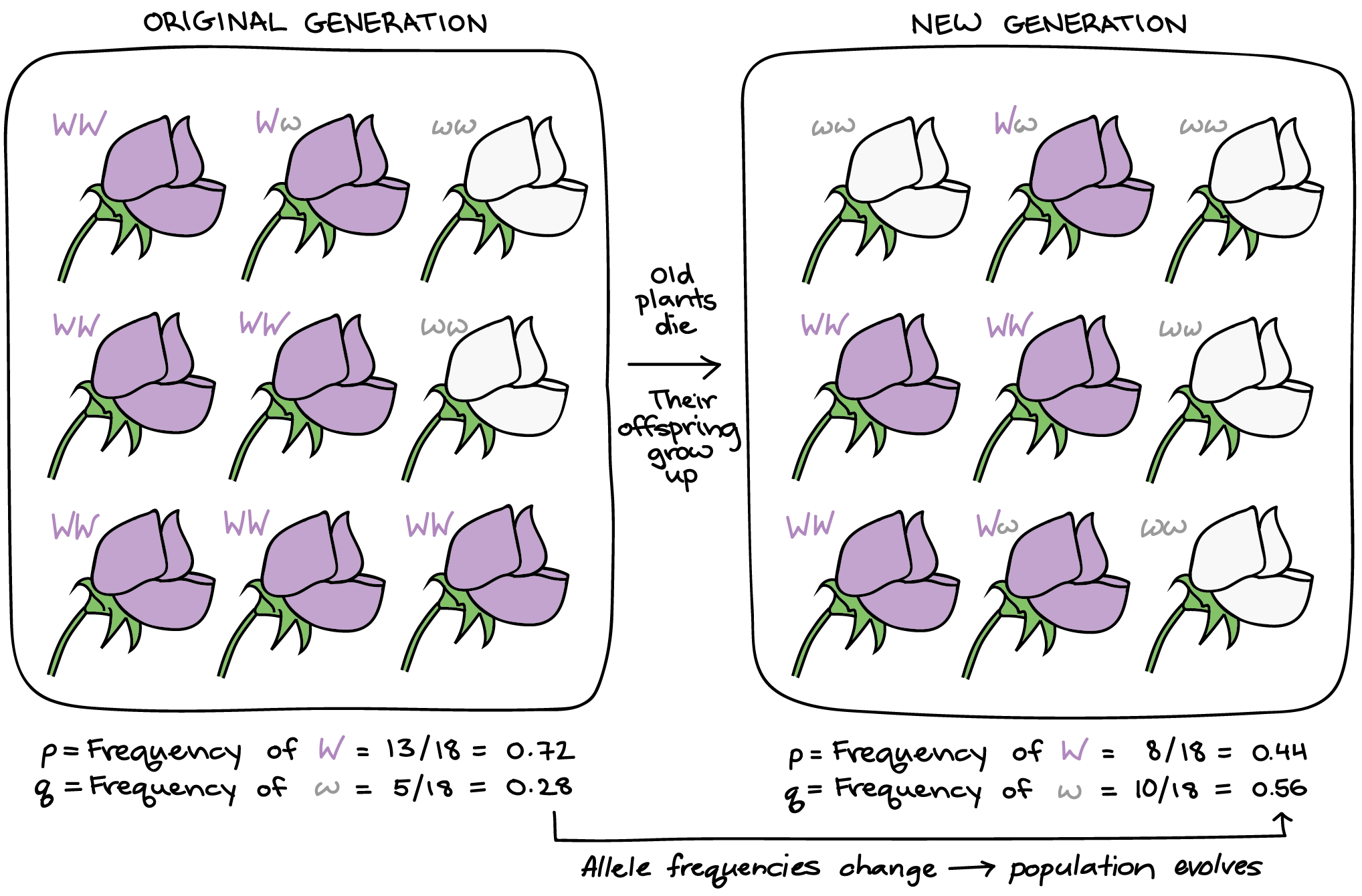 Illustration showing allele frequencies across generations
