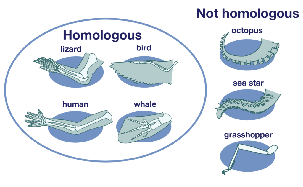 Homology vs analogy examples
