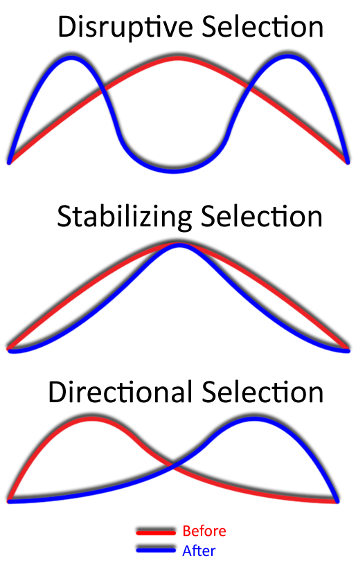 Graph showing directional/stabilizing/disruptive selection