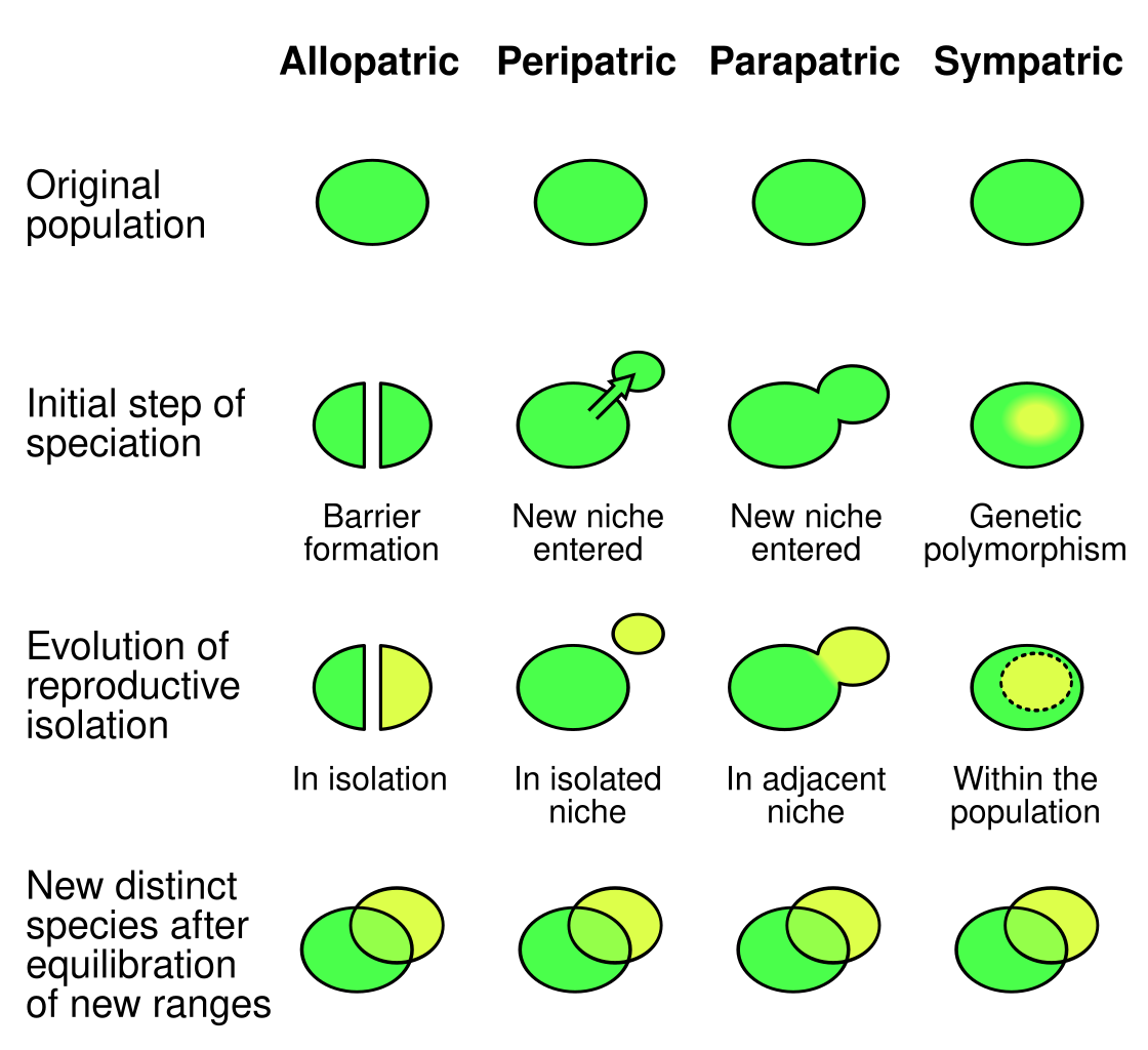 Diagram of speciation modes