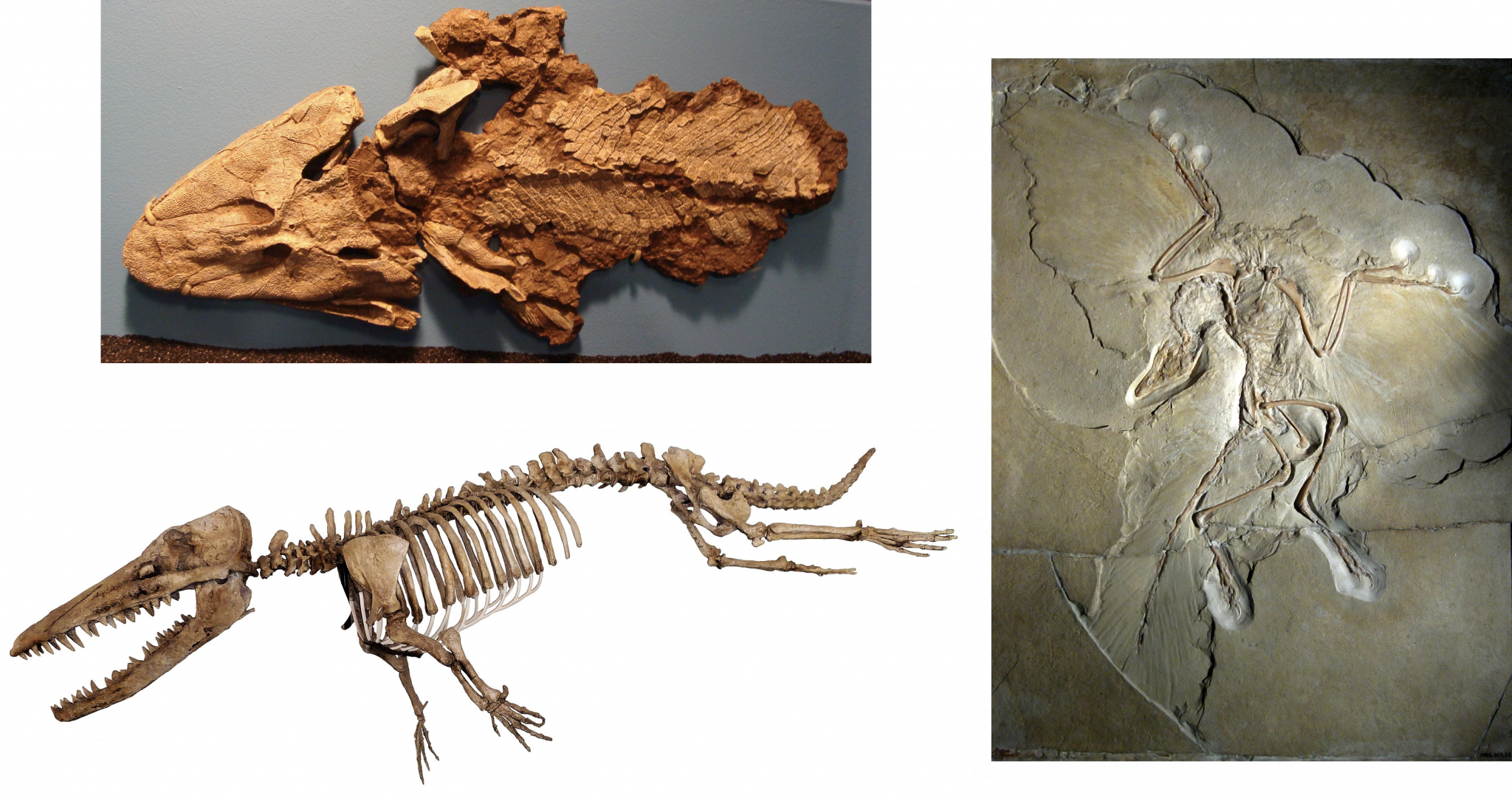 Transitional fossil example